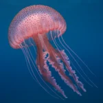 Τι κάνεις αν σε τσιμπήσει η τσούχτρα Pelagia noctiluca